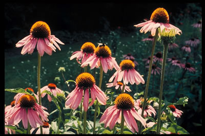 Echinacea-400x266