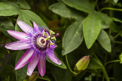 Passion-flower-400x266