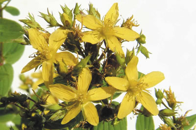 st-johns-wort-400x266