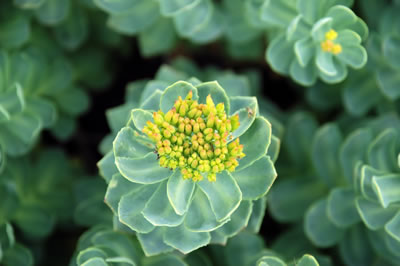 Rhodiola-400x266