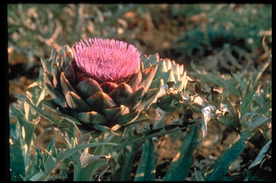 Artichoke-400x266