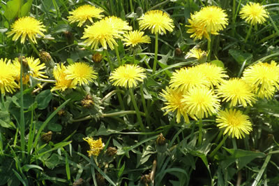 Dandelion-400x266