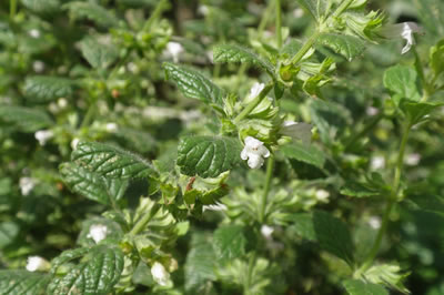 Lemon-balm-400x266