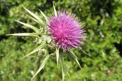 Milk Thistle | British Herbal Medicine Association