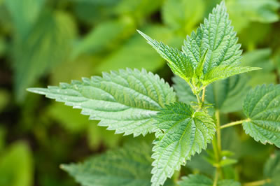 nettle leaf nettles