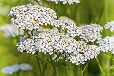 yarrow-herb-400x266