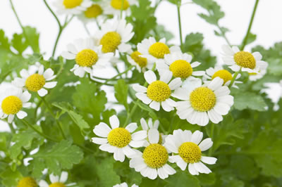 feverfew-400x266