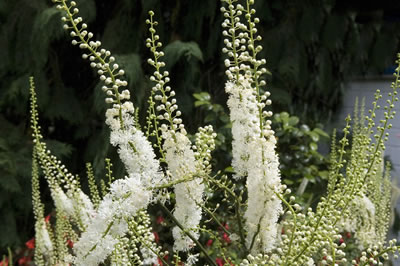 Black-Cohosh-400x266