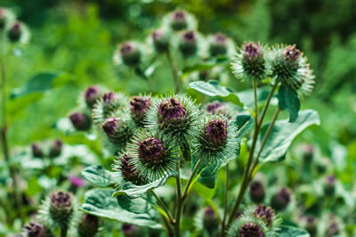 Burdock-400x266