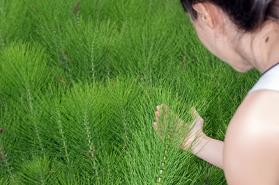 Horsetail-400x266jpg