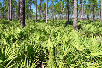 Saw-Palmetto-400x266