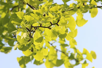 Ginkgo Biloba