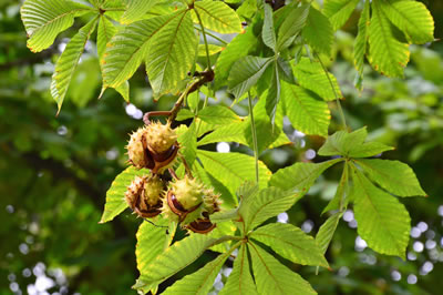 horse-chestnut-400x266