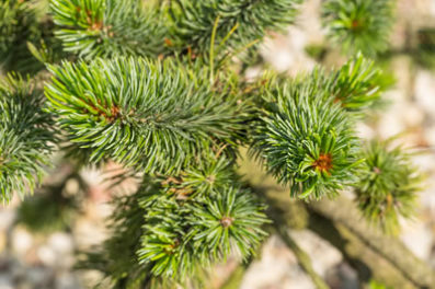 Norway Spruce | British Herbal Medicine Association